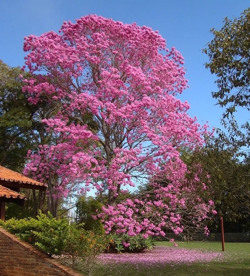 Табебуйя розовая (Tabebuia rosea)