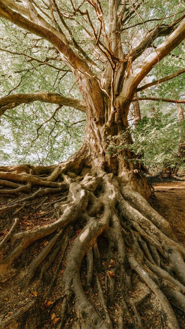 Древние деревья