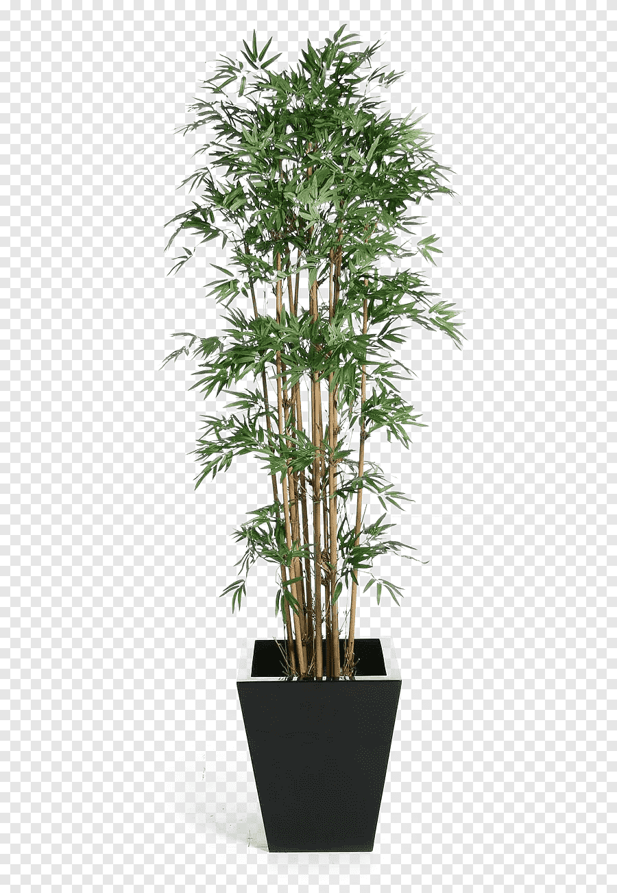 Шеффлера бамбук