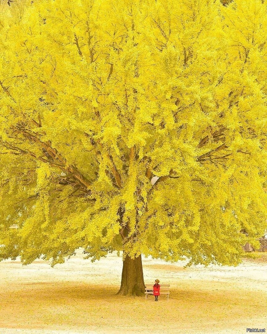 Гинкго билоба дерево