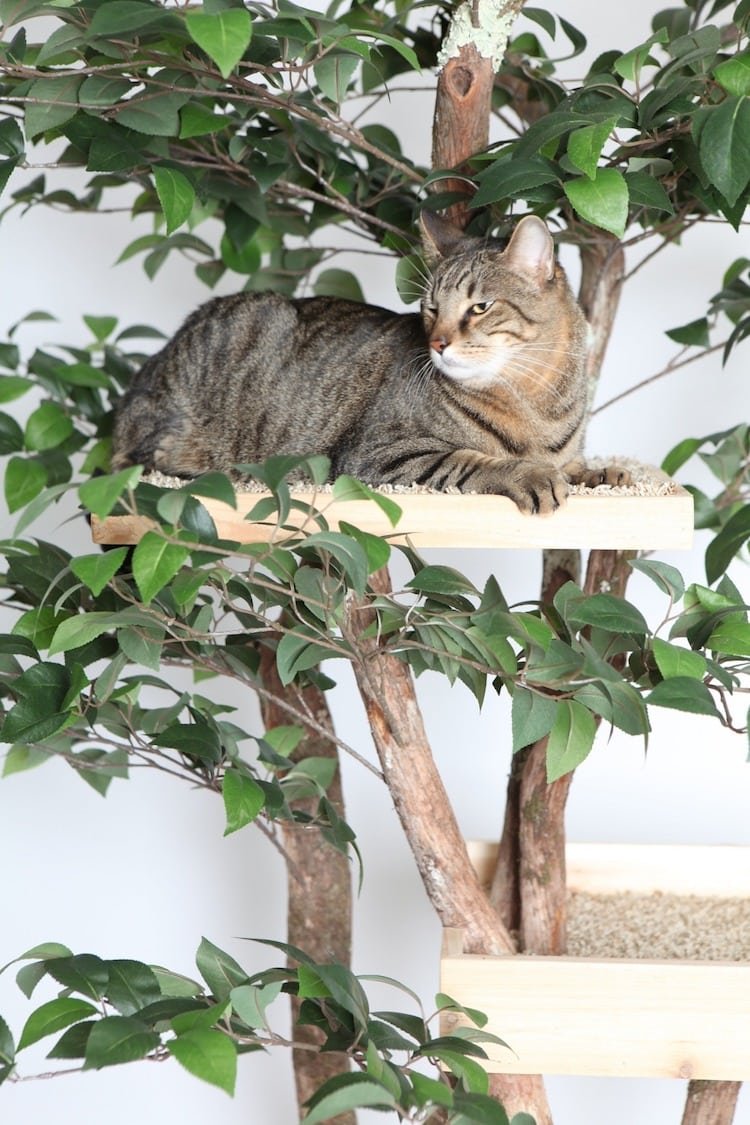 Кошки на дереве