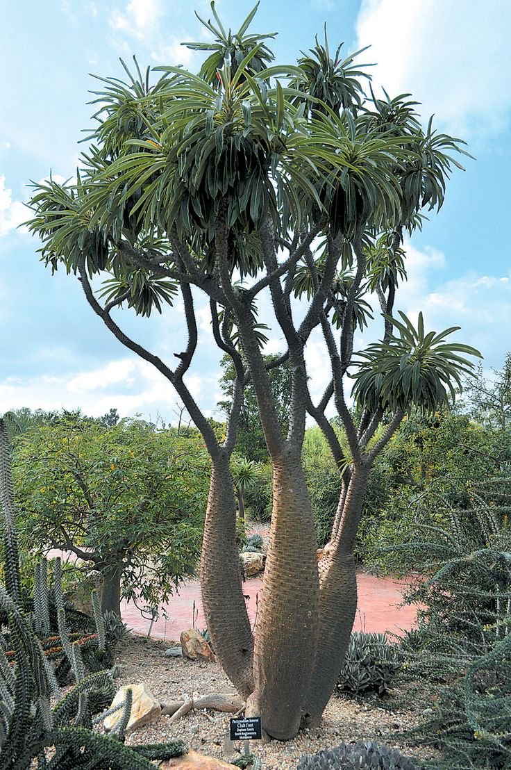 Мадагаскарская Пальма пахиподиум