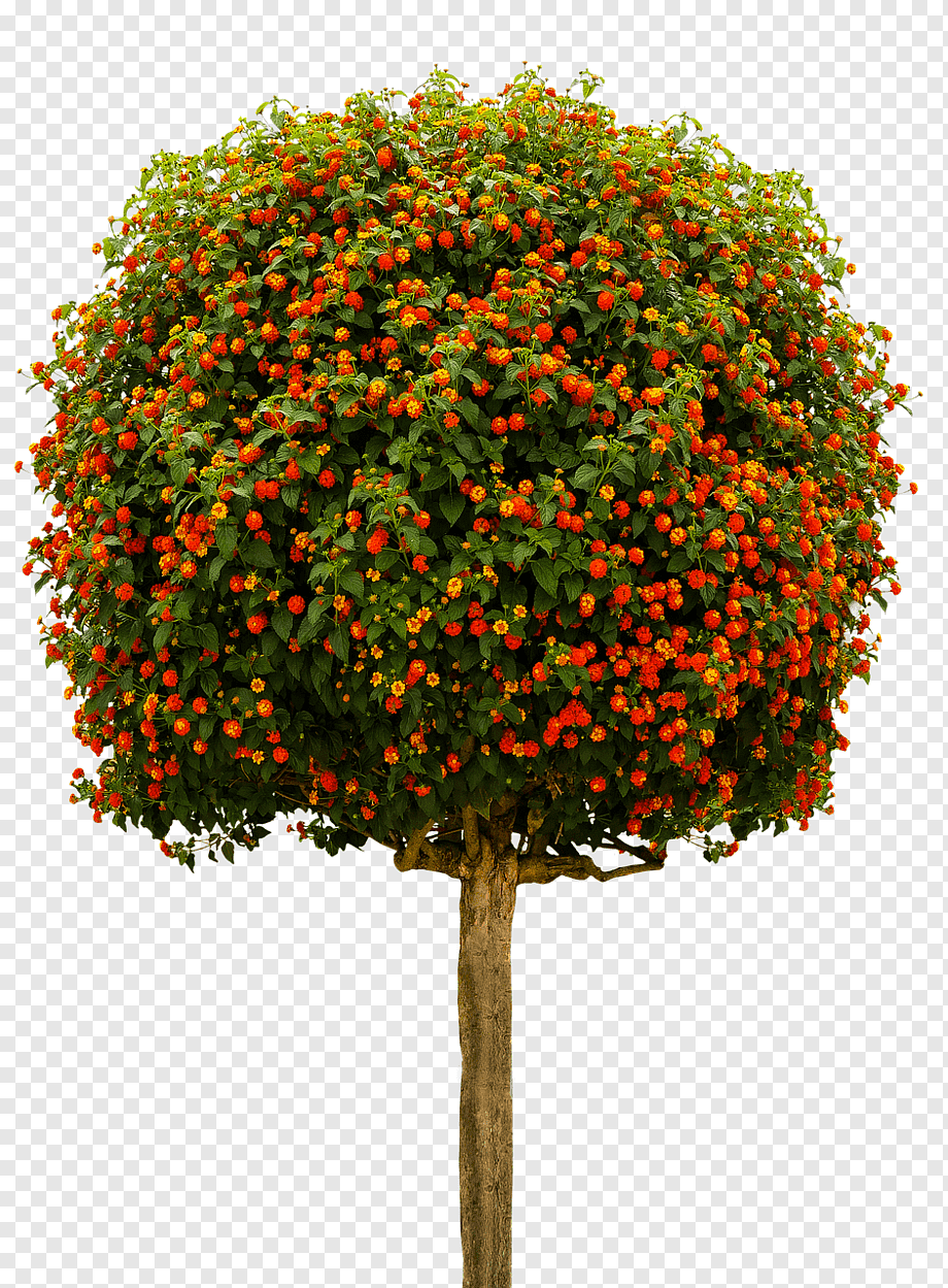 Декоративная клубника деревце