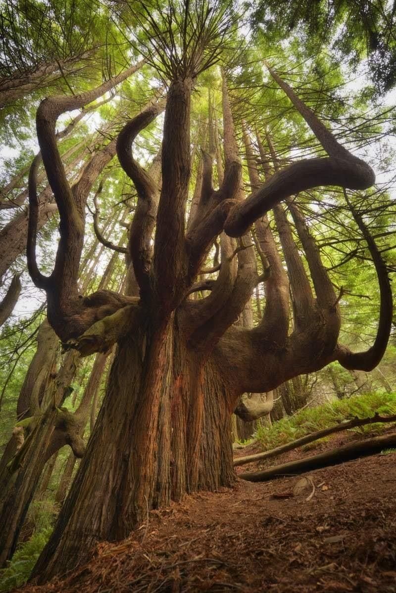 Эбеновое дерево Коста Рика