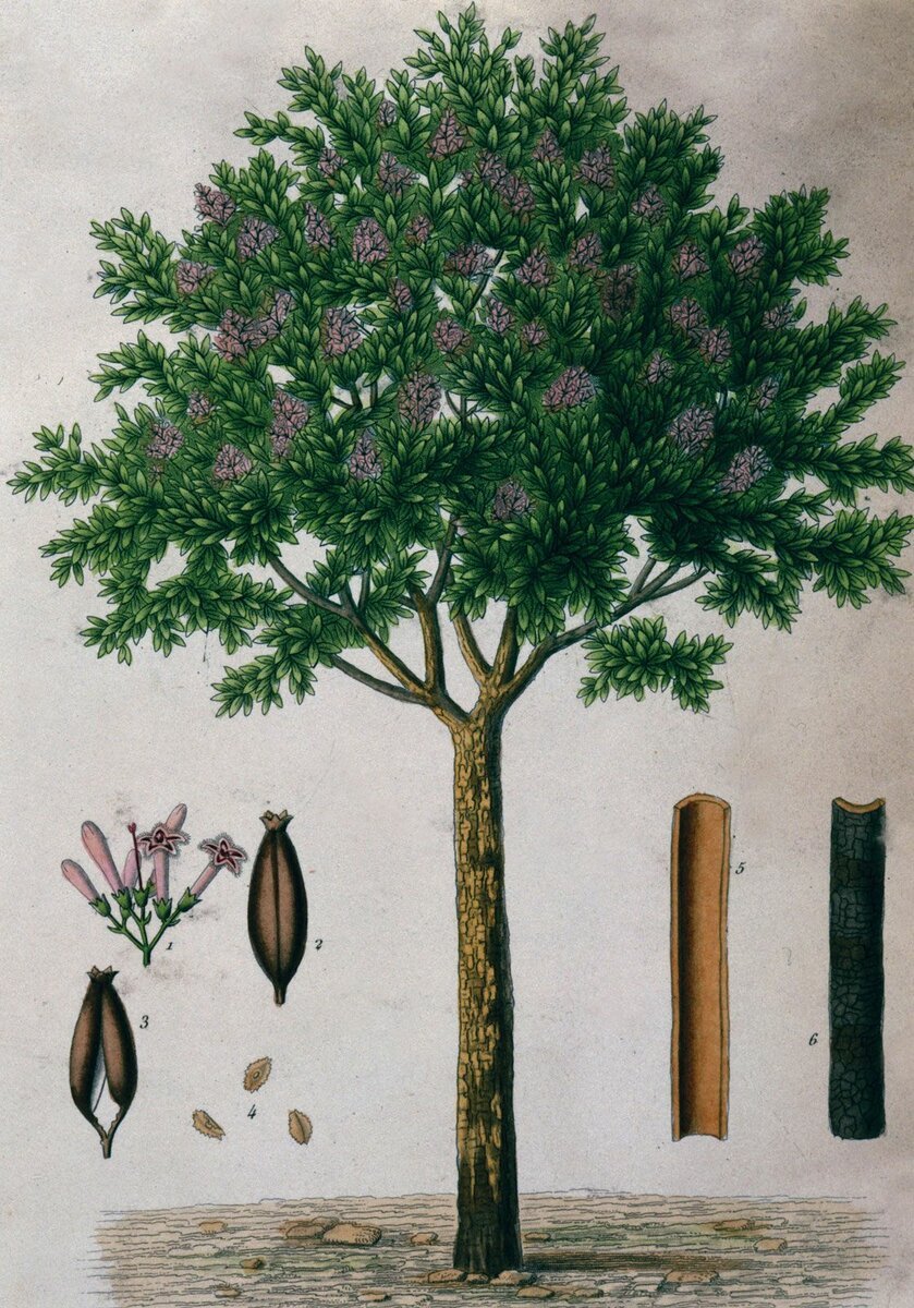 Хи́нное дерево, цинхона