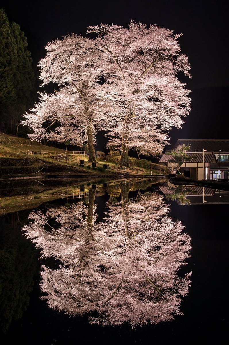 Японское дерево