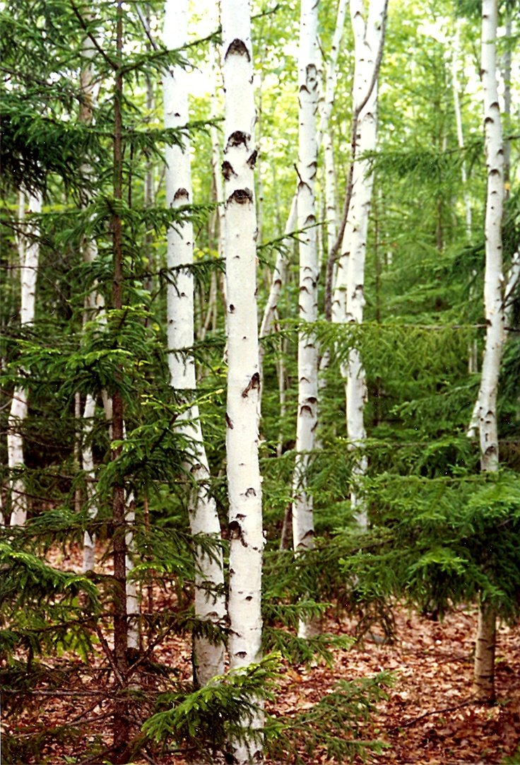 Хвойно-мелколиственный лес