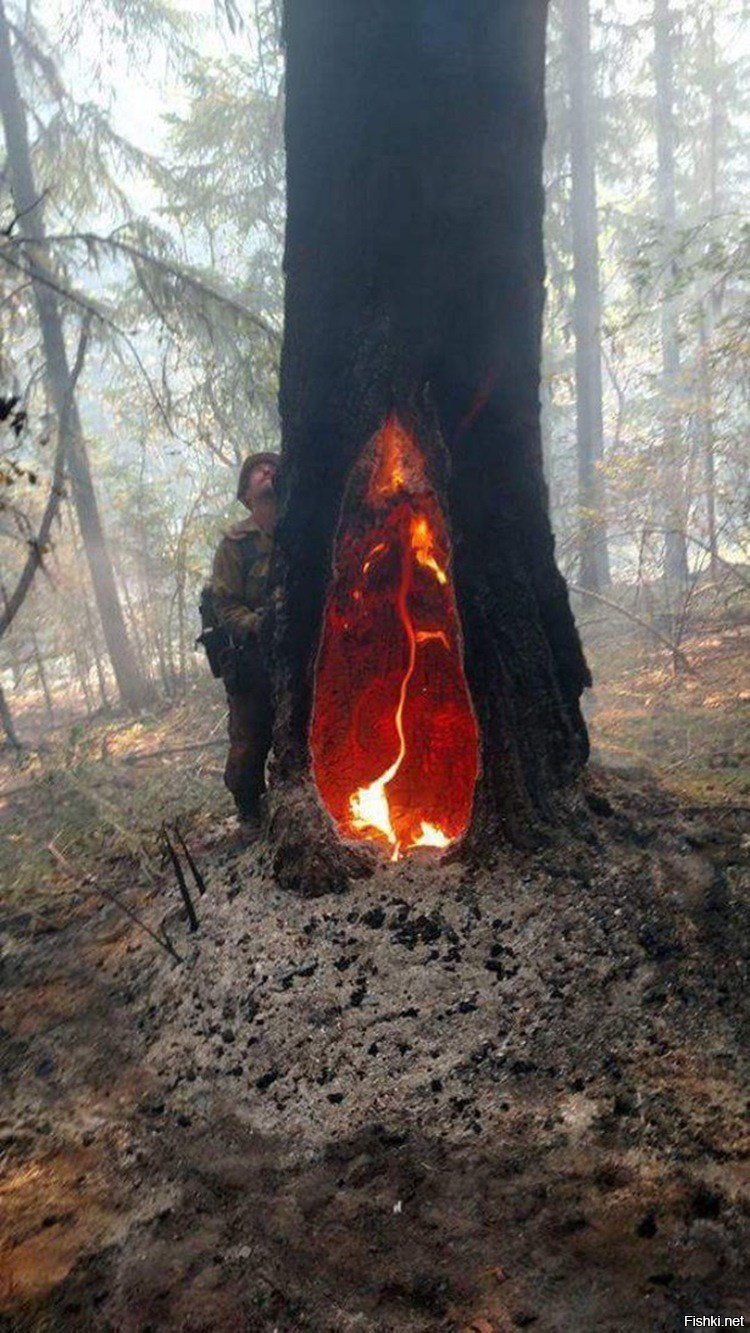 Сгоревшее дерево