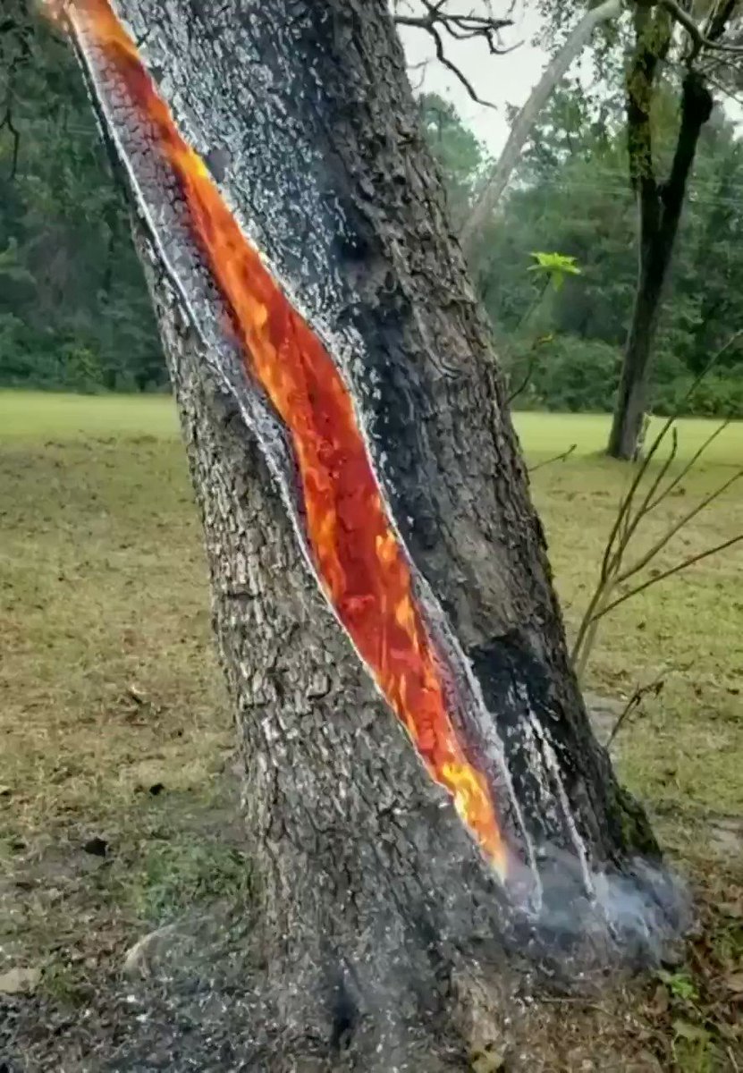 Молния ударила в дерево