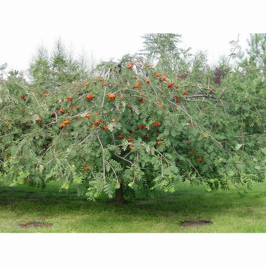 Рябина обыкновенная Sorbus aucuparia “pendula”