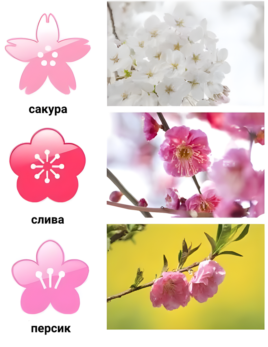 Цветок Сакуры и яблони отличия
