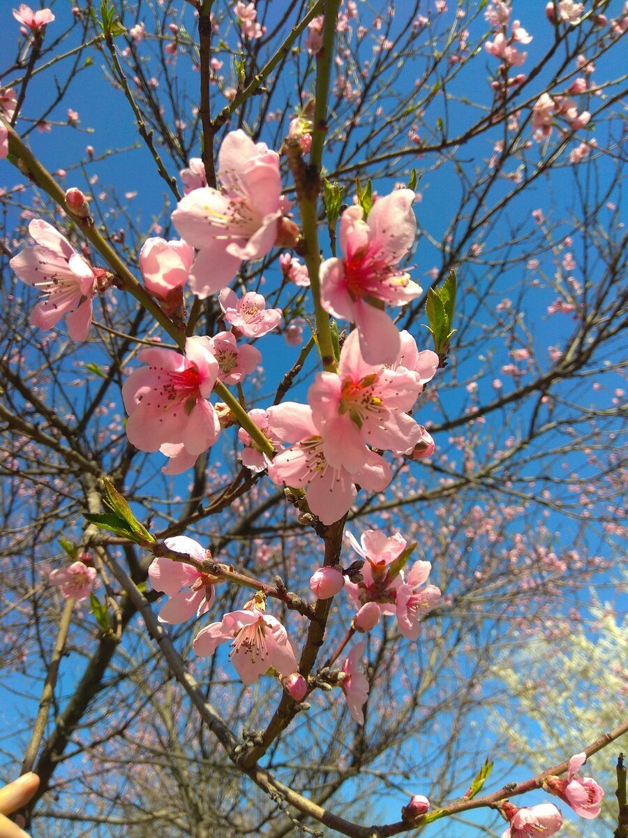 Дерево нектарин цветет