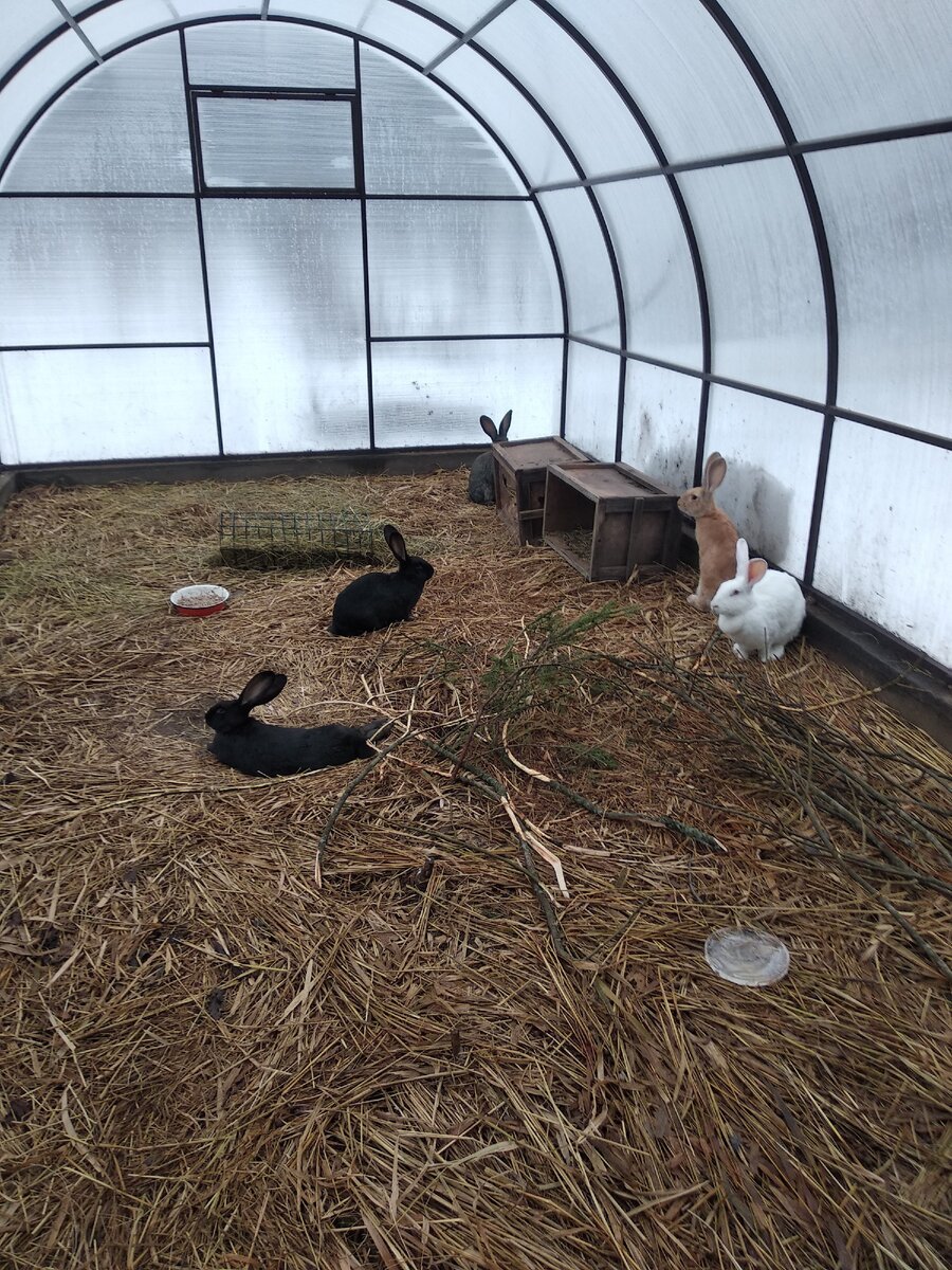 Кролики в теплице