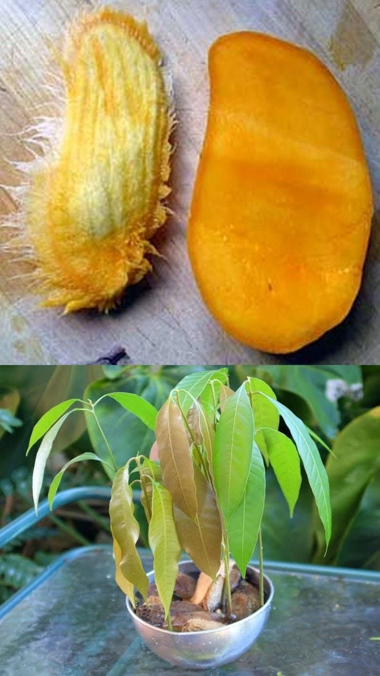 Карликовое манго дерево