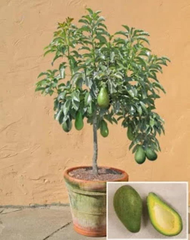 Авокадо дерево плодоносит