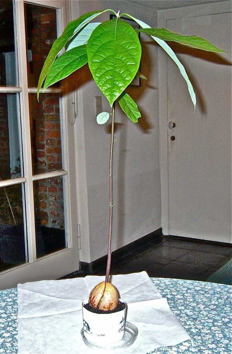 Дерево из косточки авокадо