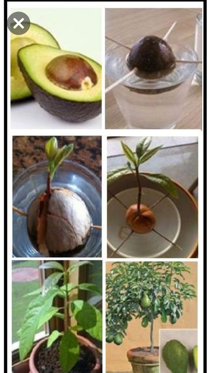 Авокадо растет в горшке