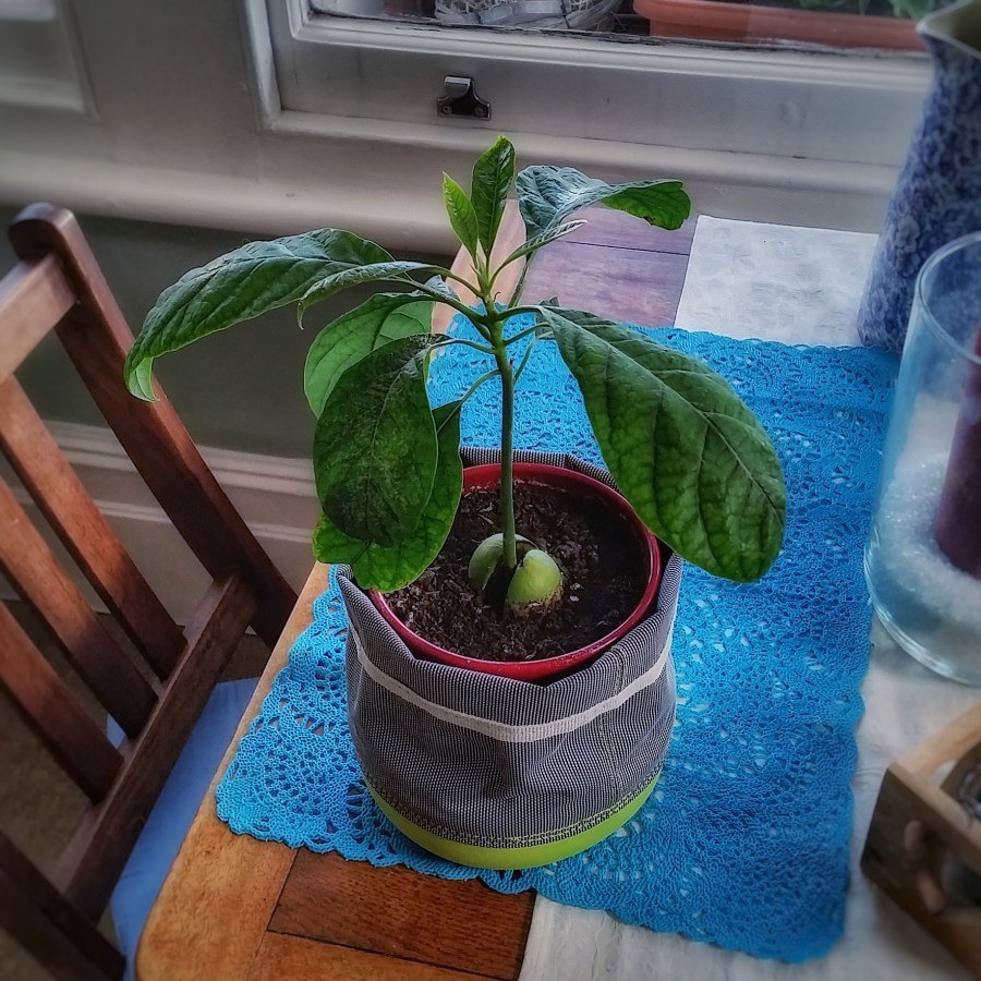 Авокадо цветок домашний