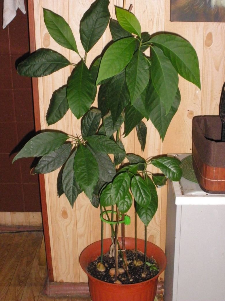 Авокадо дерево домашнее