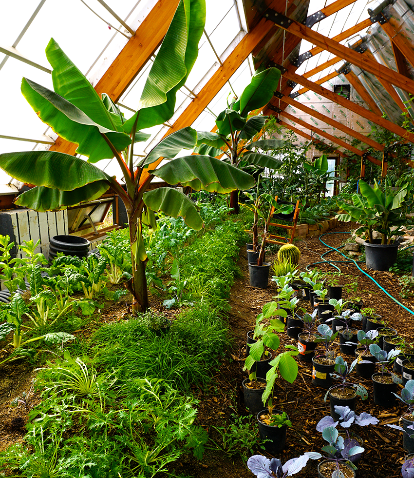 Greenhouse Tropical