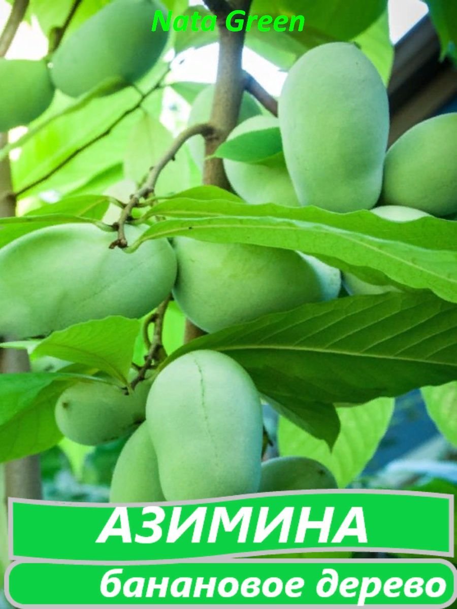 Азимина трилоба "Сибирское манго"