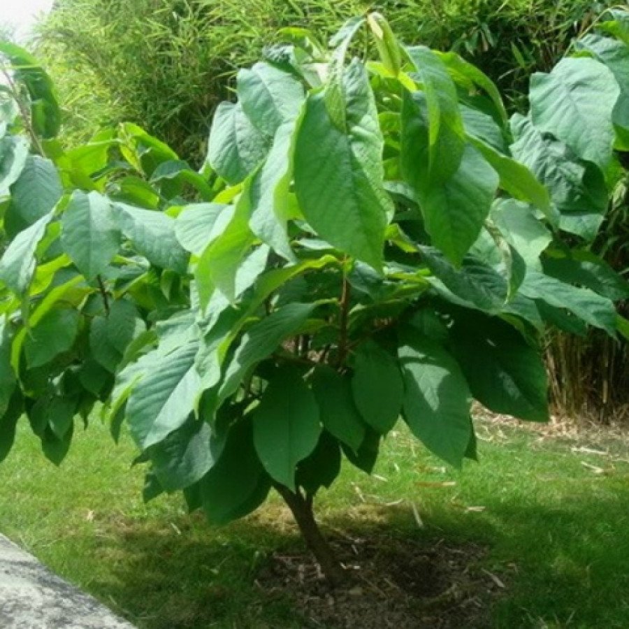 Азимина банановое дерево