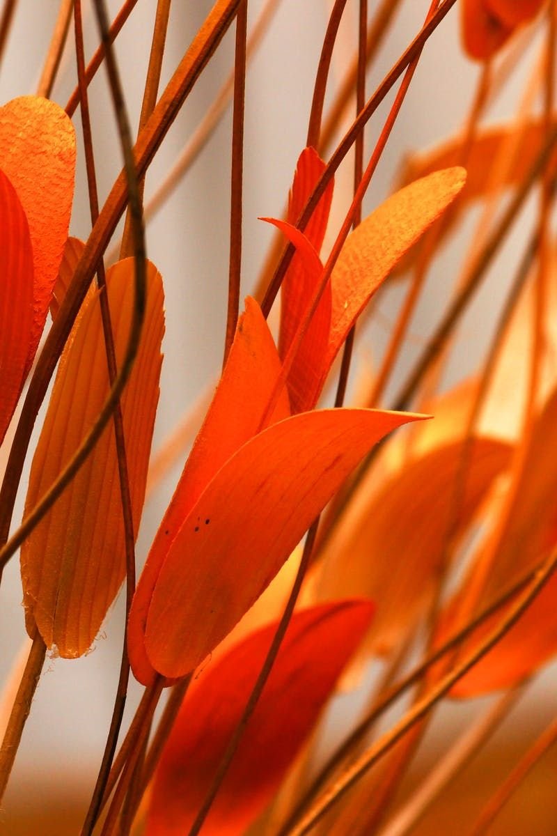 Цветы оранжевые культура