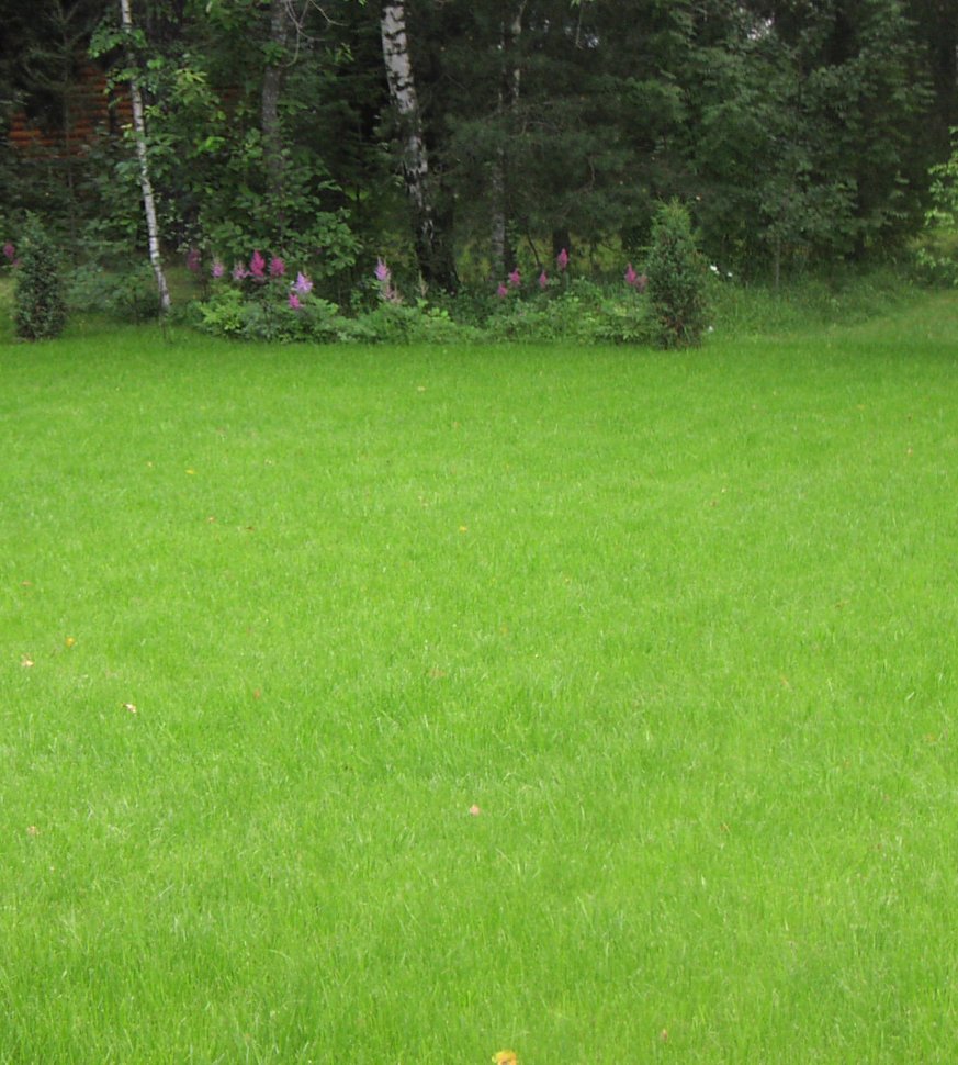 Газонная трава райграс многолетний