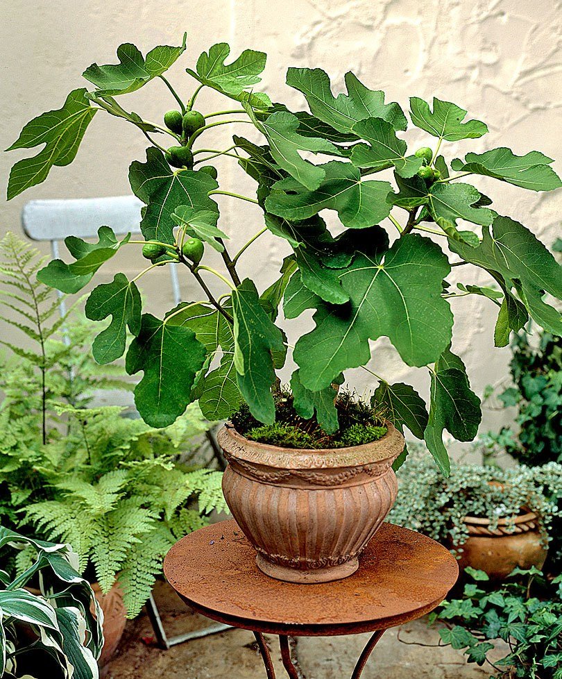 Фикус Карика, инжир – Ficus carica