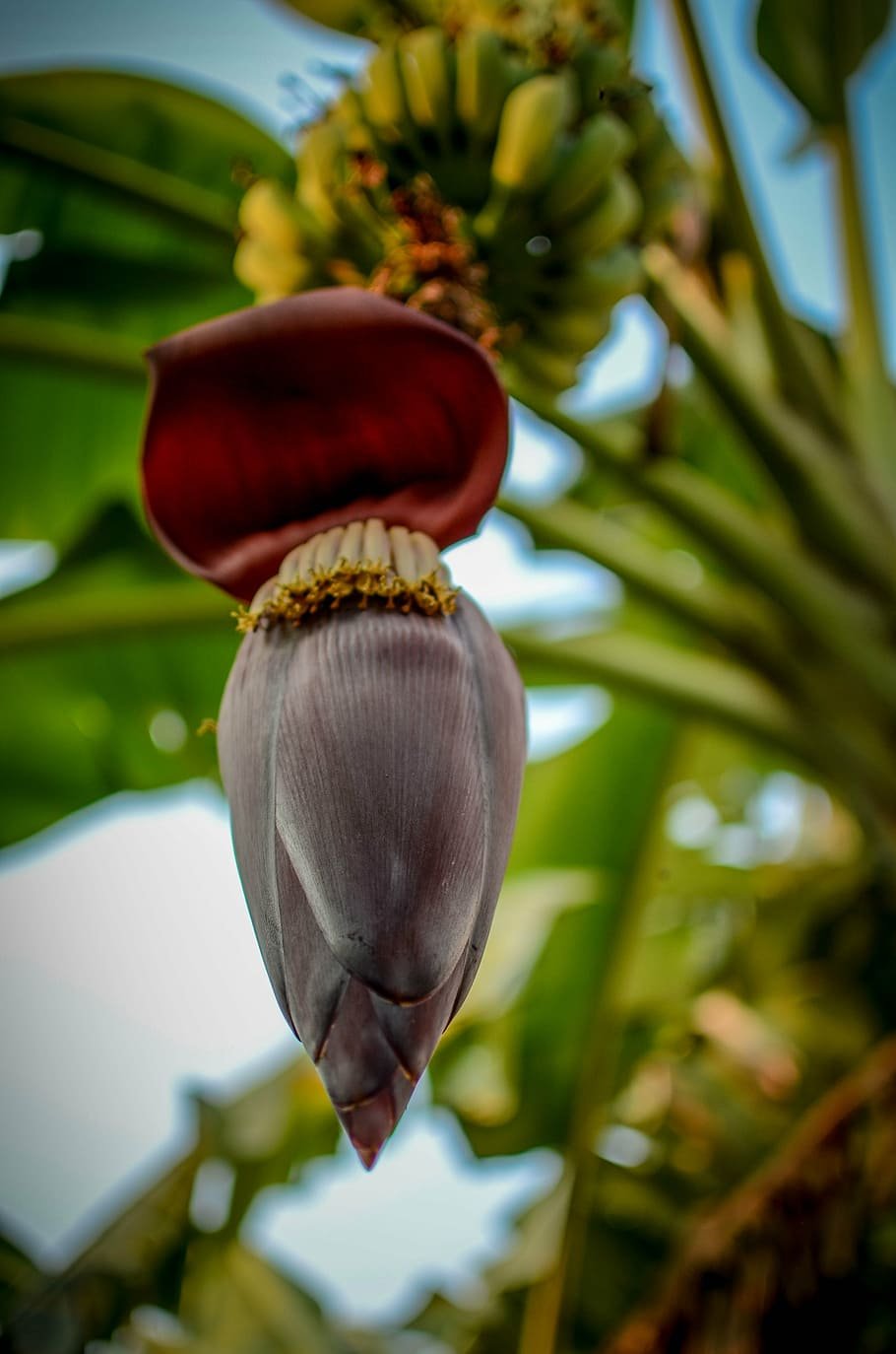 Цветок банана карри