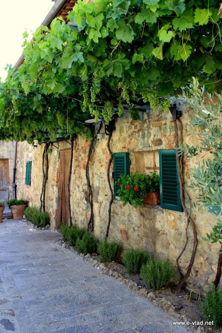 Италия виноградные сады