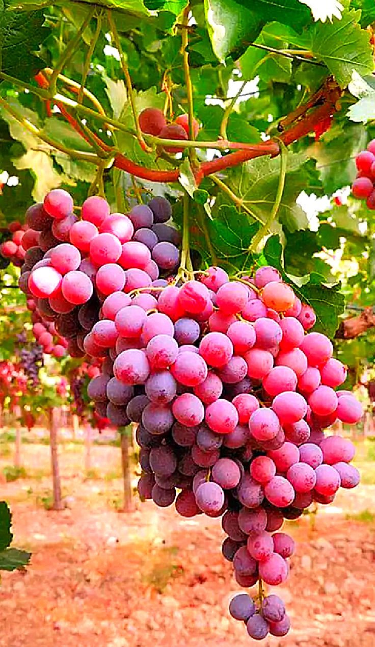 Сорт винограда Тайфи