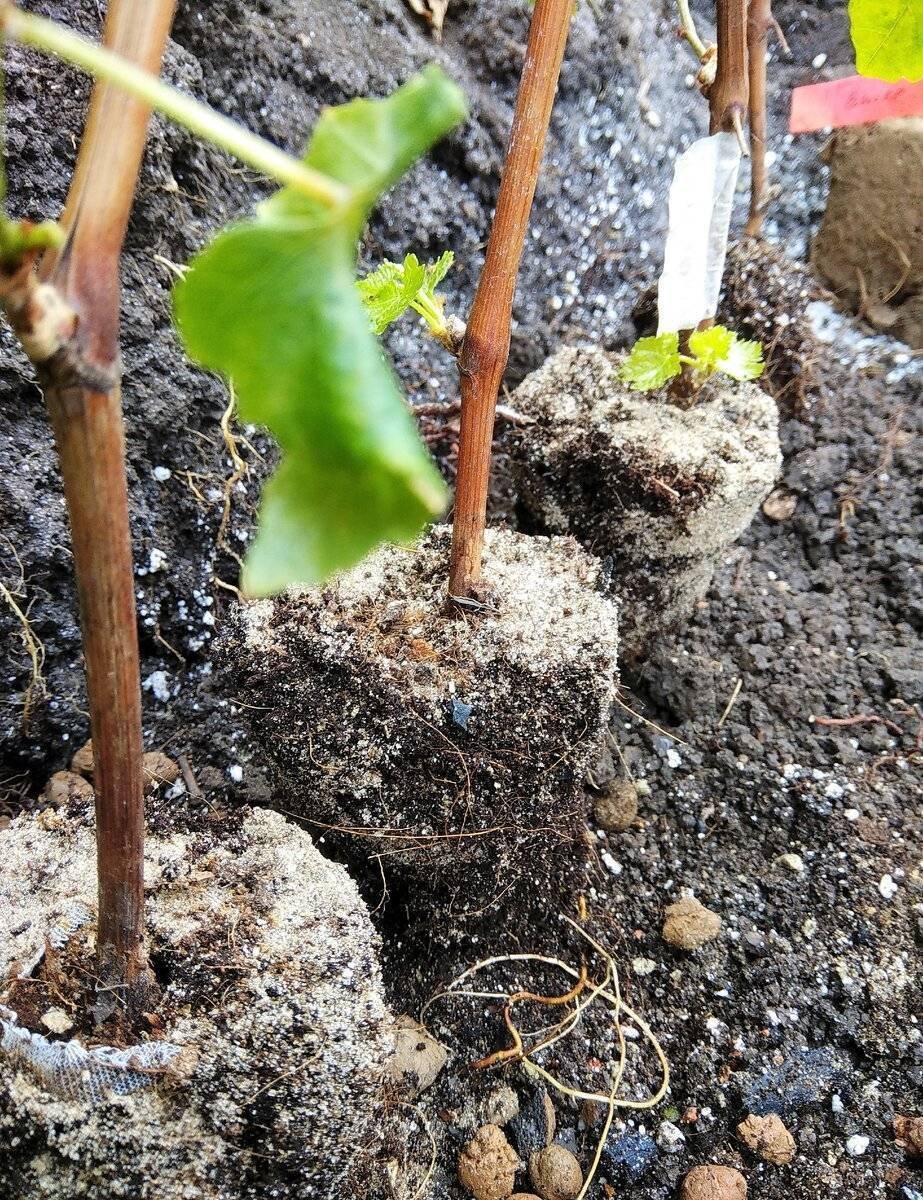 Посадка винограда весной