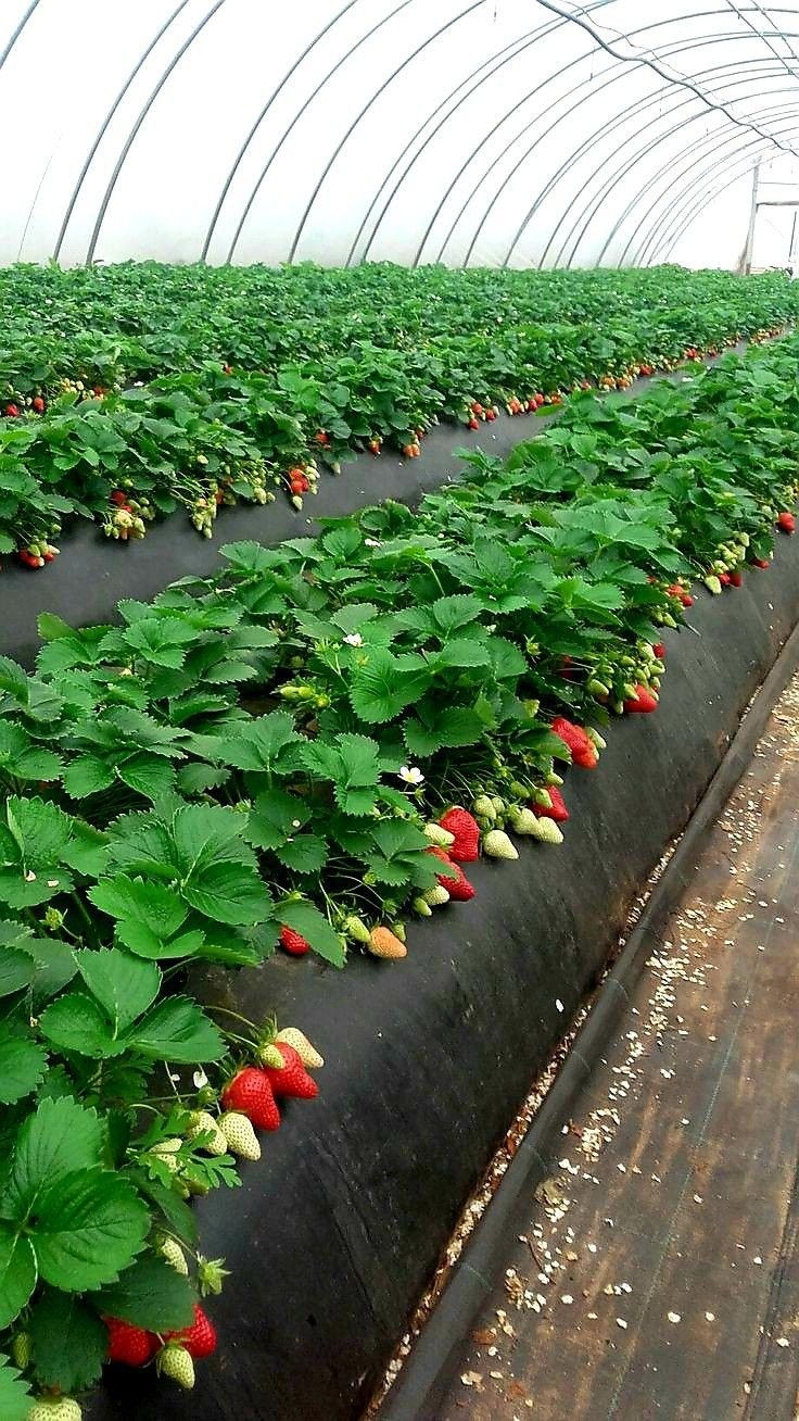 BTS Strawberry Farm