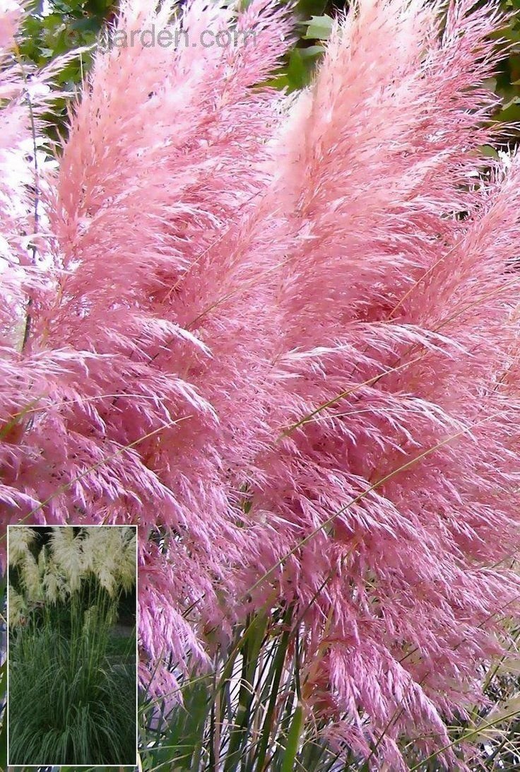 Кортадерия Pink Feather