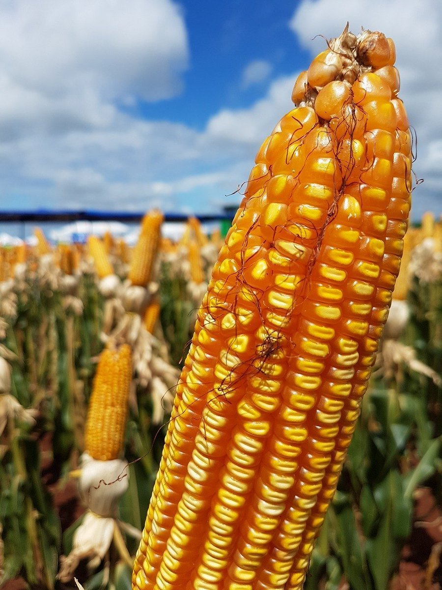 Плантации кукурузы
