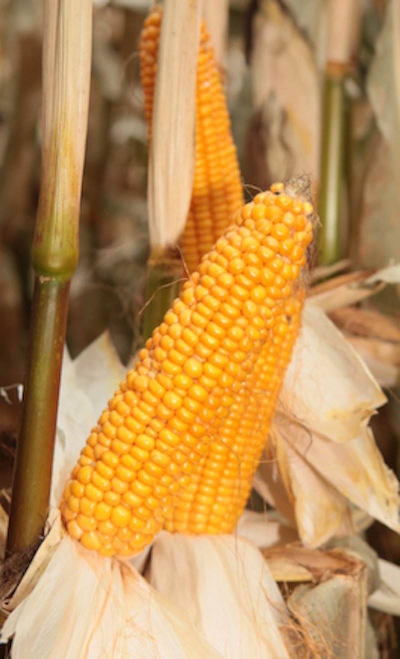 KWS Hybrid кукуруза