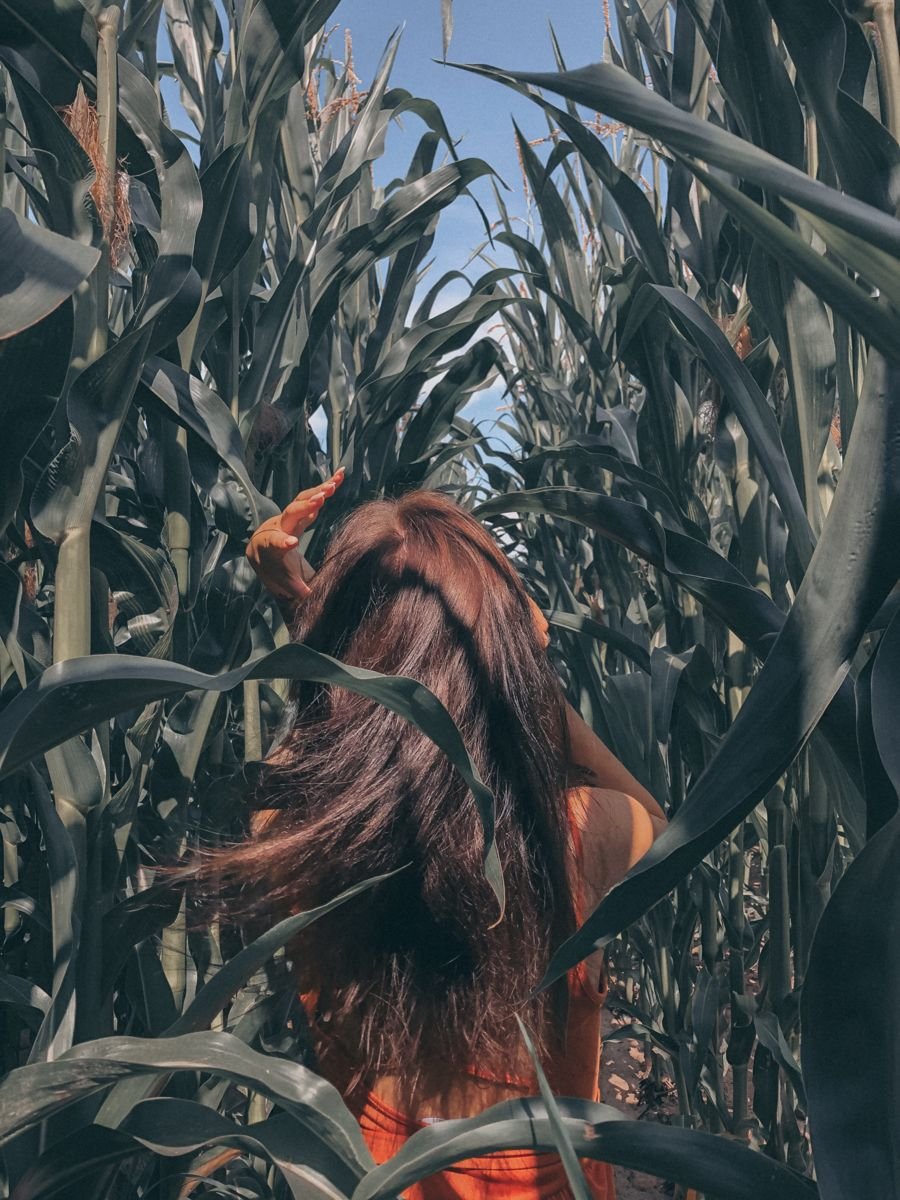 Фотосессия в кукурузе девушка