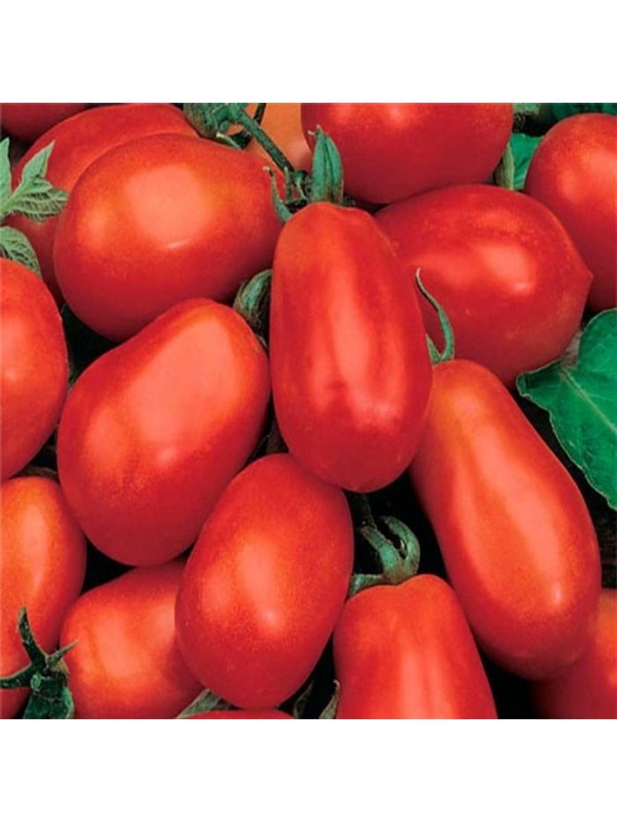 Семена томат Бенито f1