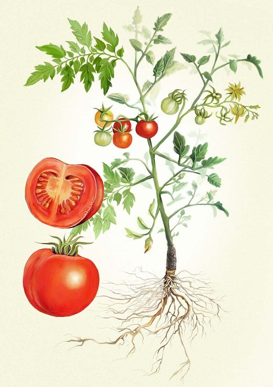 Ботаника томат Пасленовые