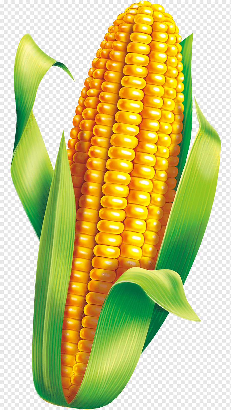 Corn кукуруза