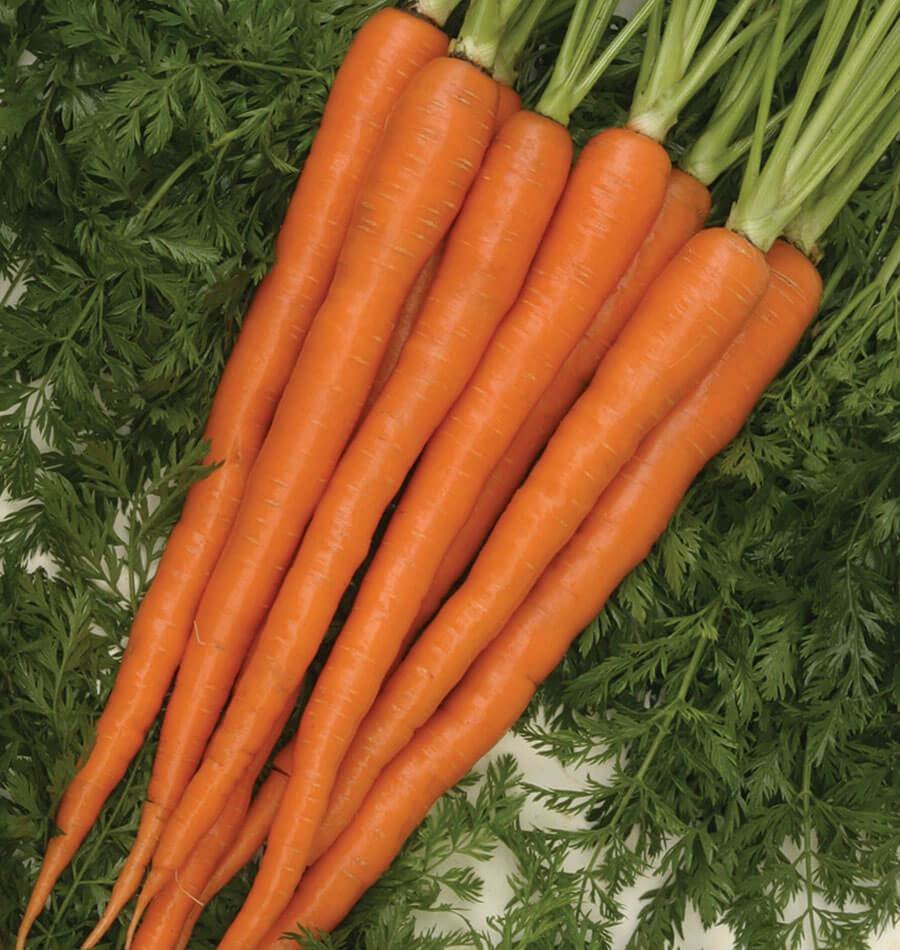Морковь Император