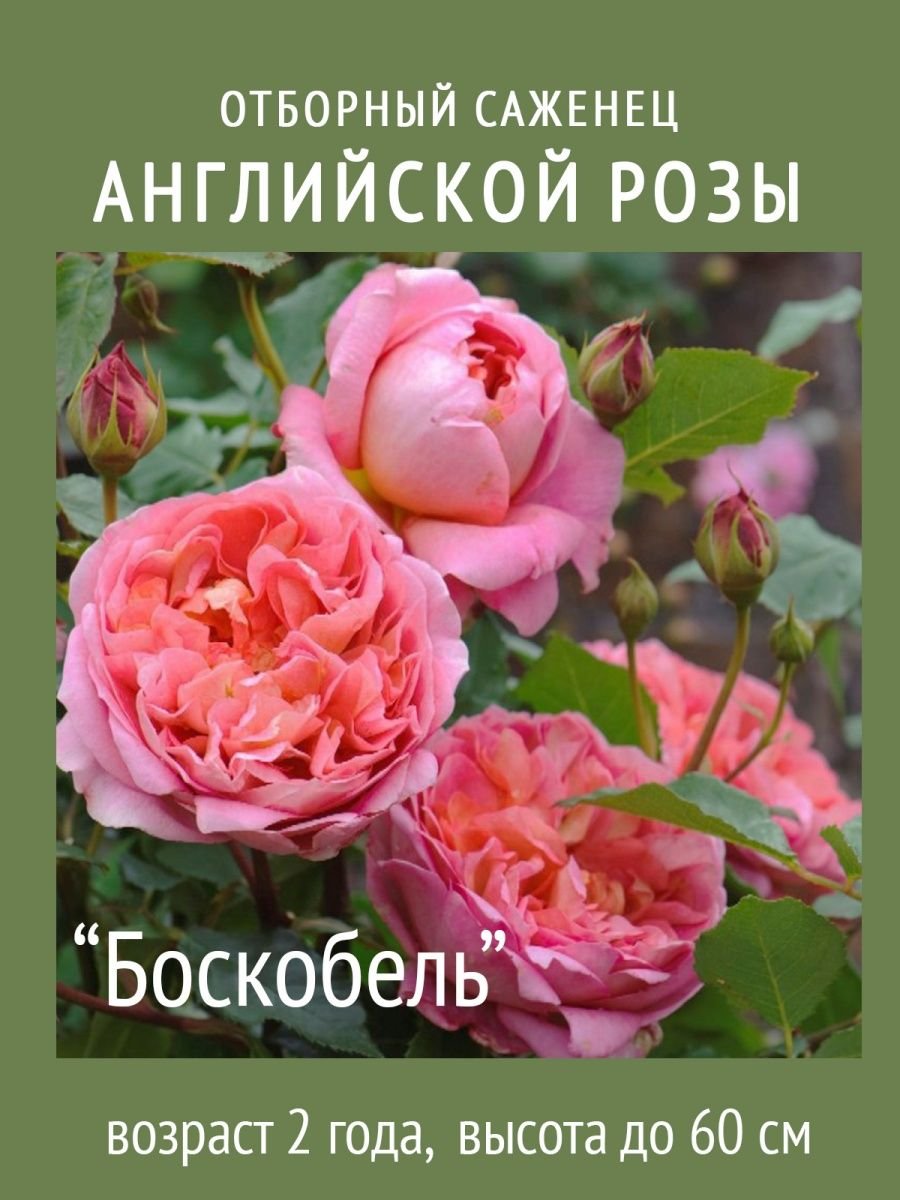 Роза боскобель