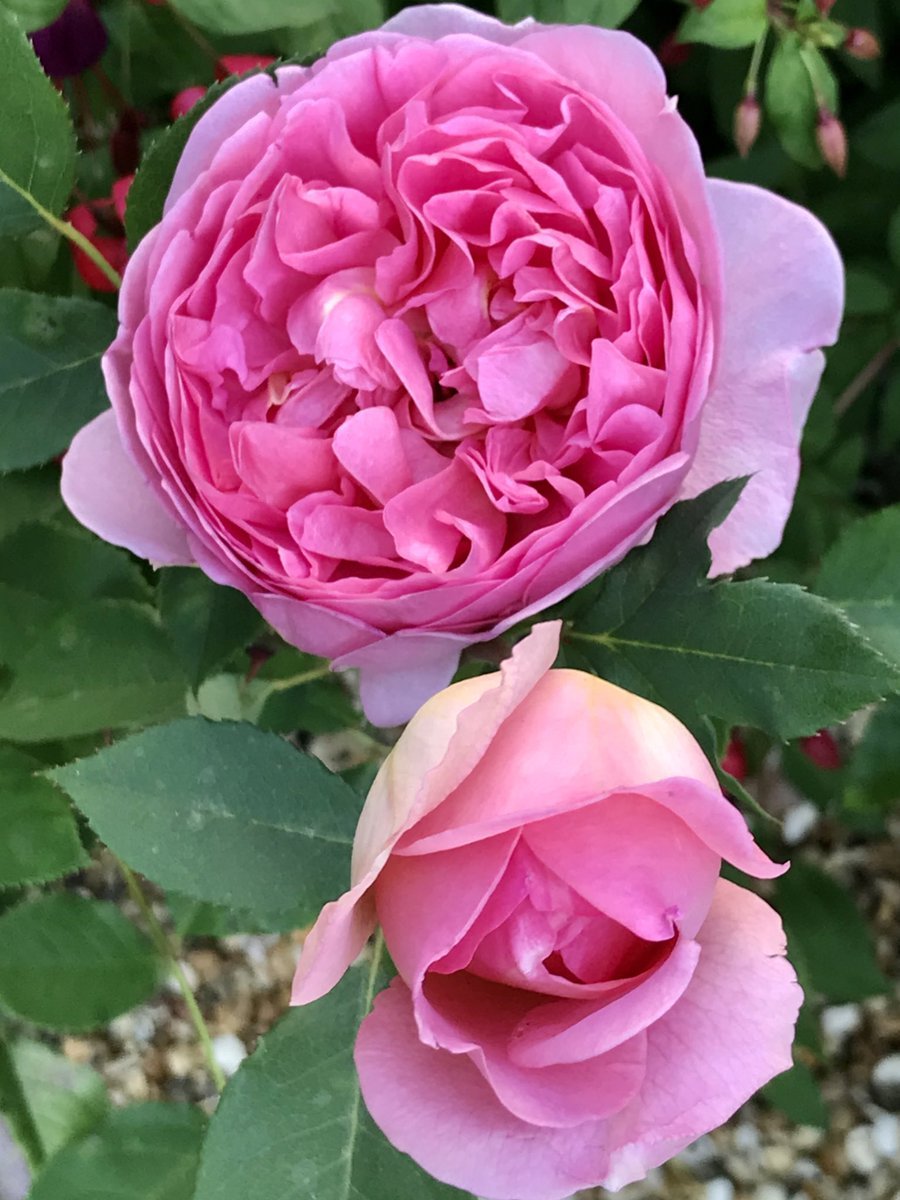 Боскобель роза Остина