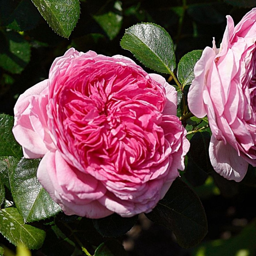 Theodor Fontane Rose роза
