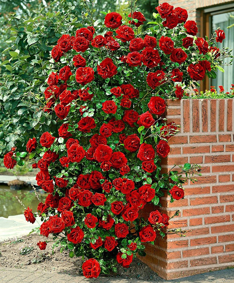 Розы плетистые «Сантана»