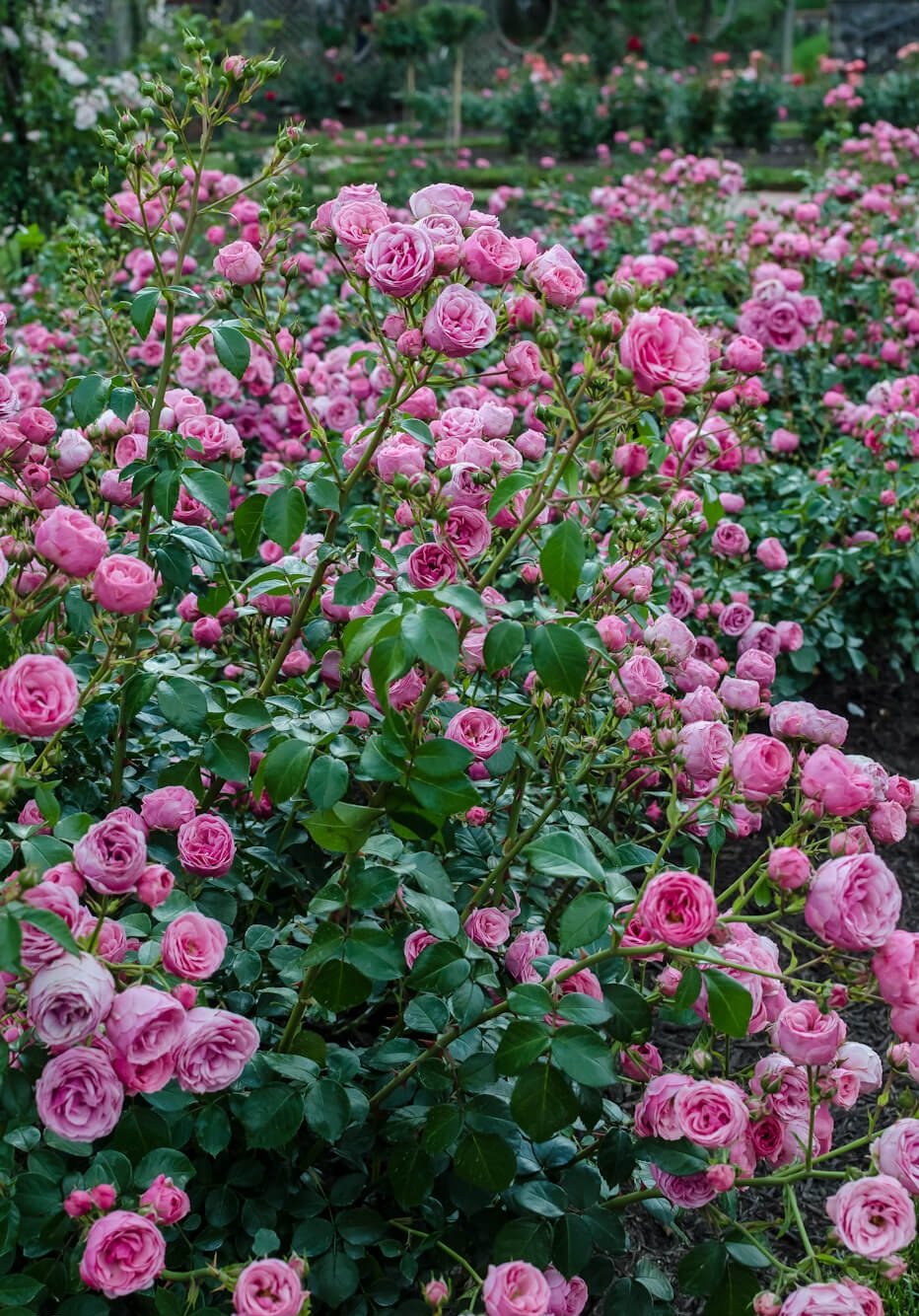 Роза пионовидная Помпонелла