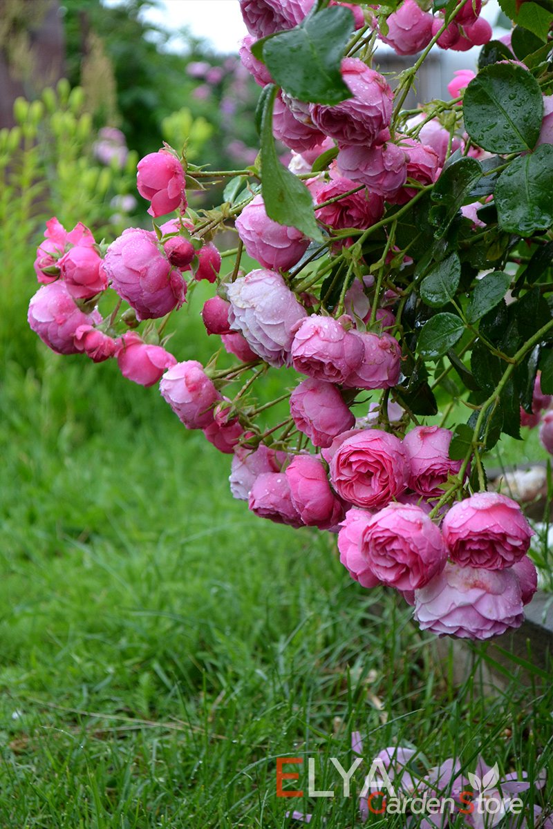 Роза Помпонелла в саду