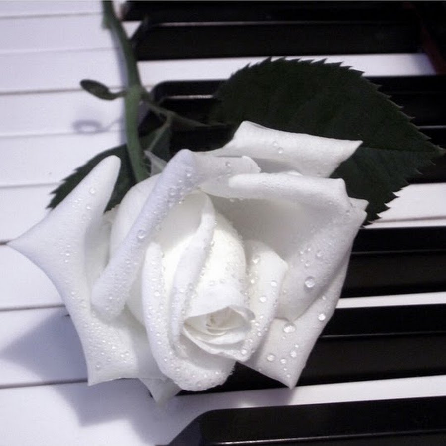 Люблю белые розы