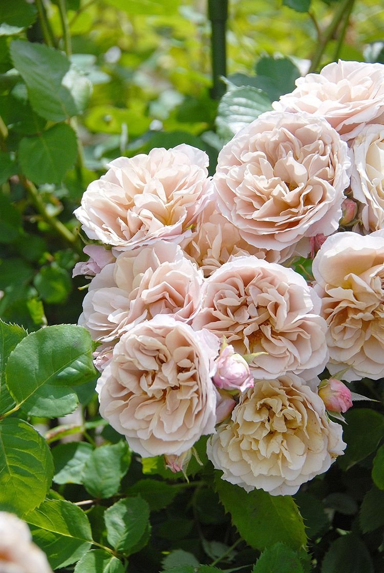 Роза мияби